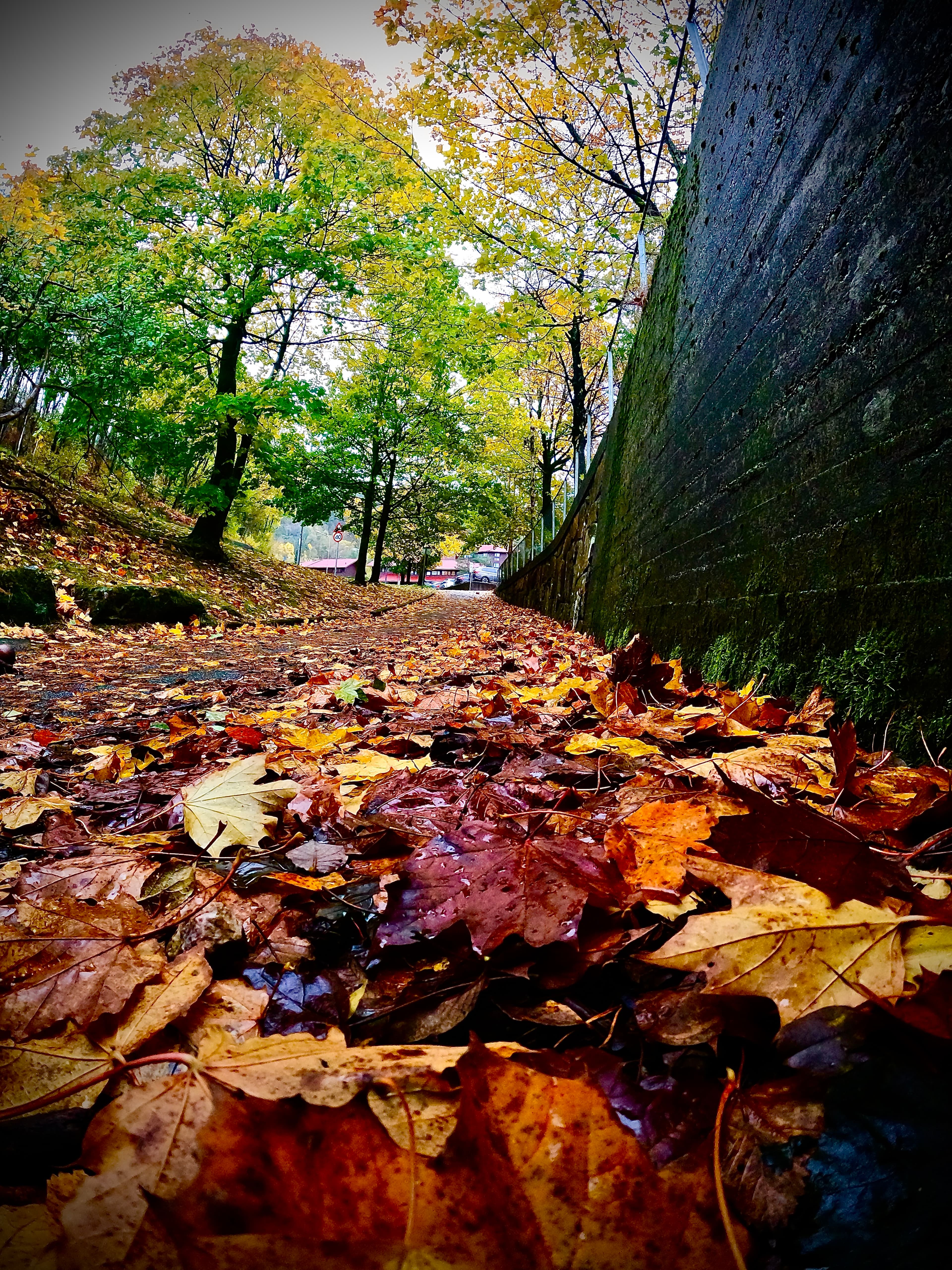Wet autumn leaves covering a path beside a stone wall