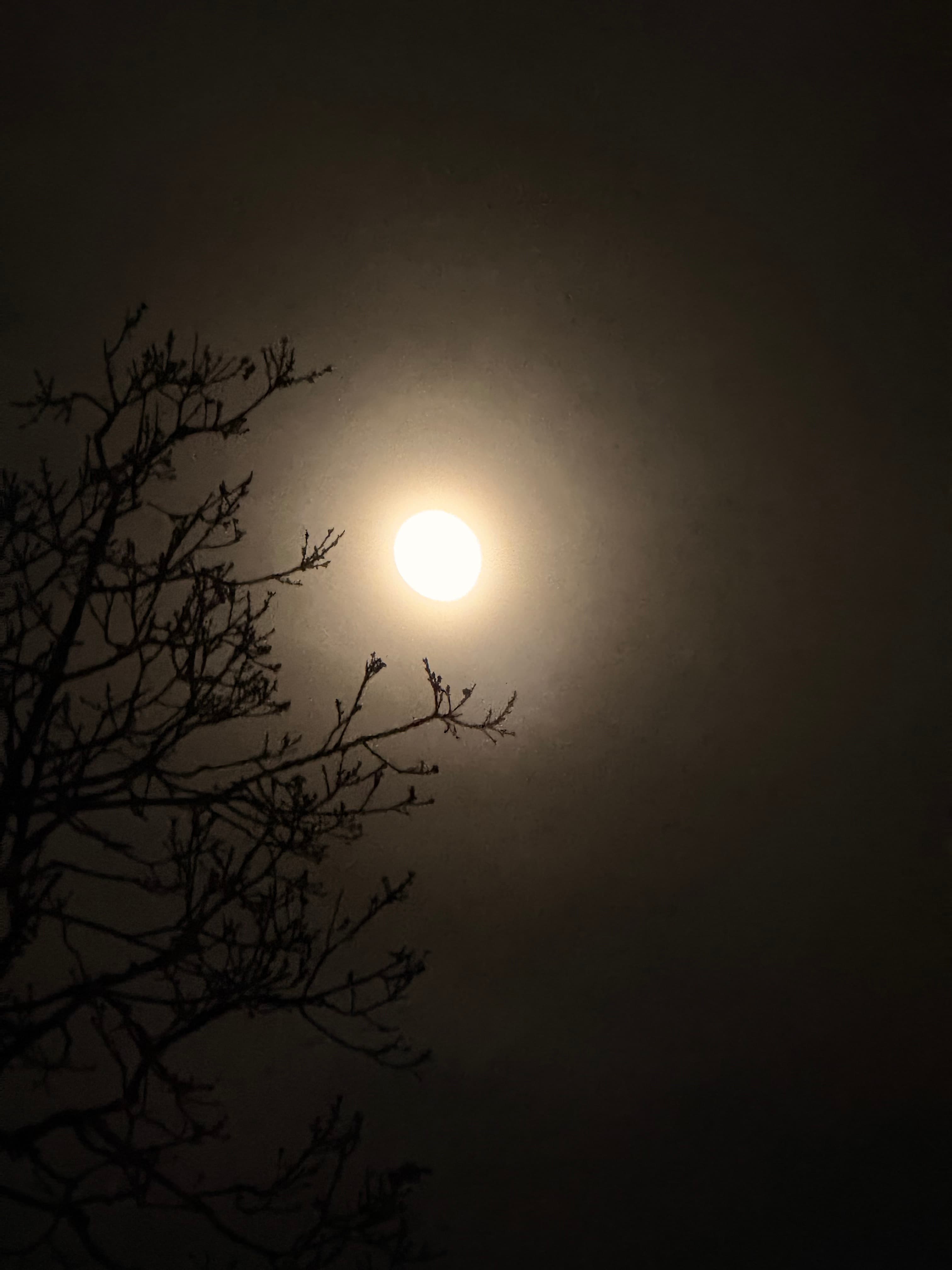 Full moon behind delicate tree branches
