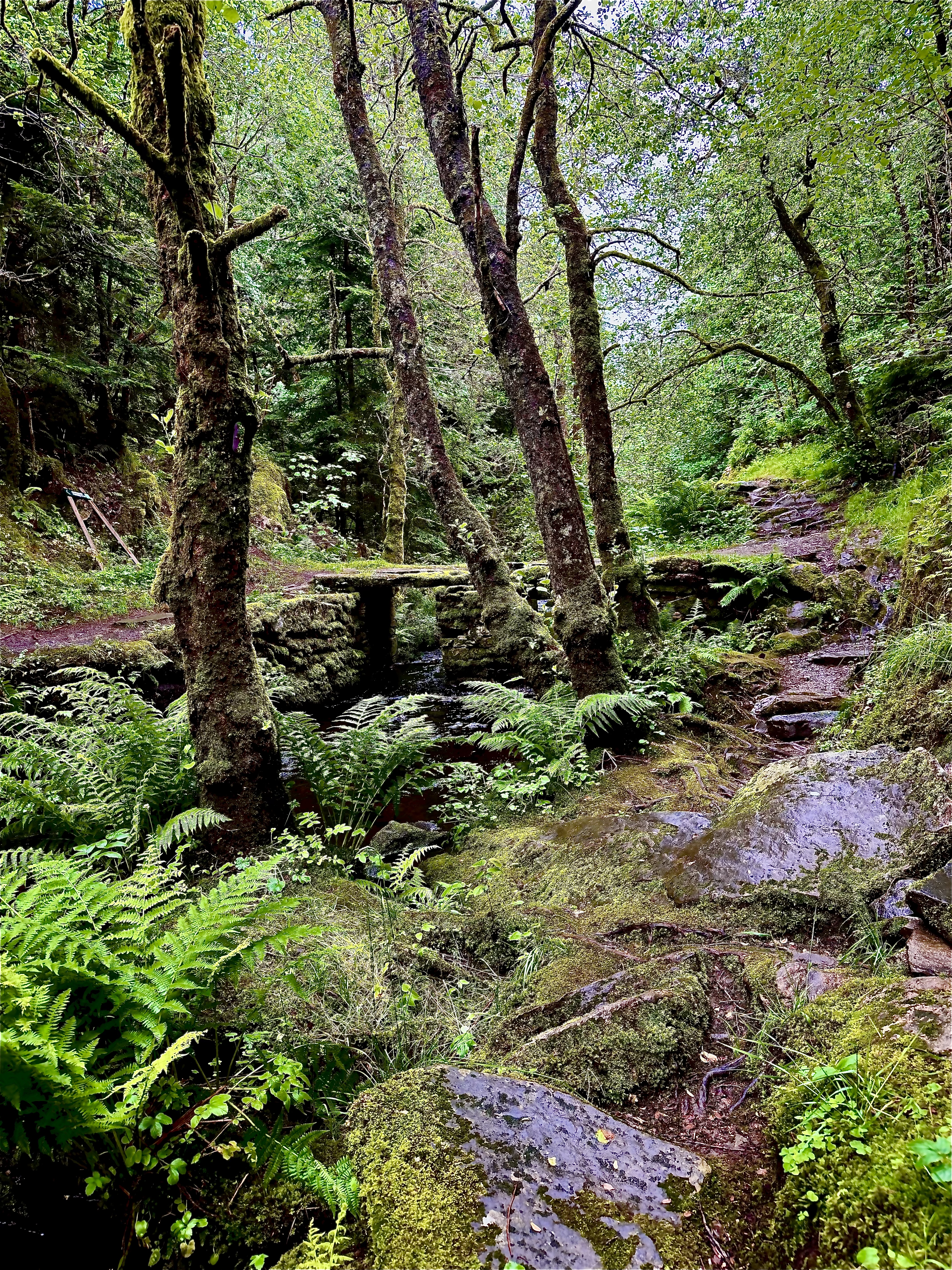 A green woodland path winding beside a small stream